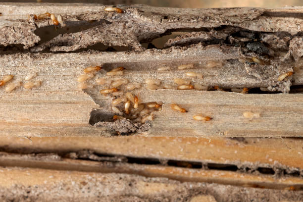 Best Wasp Removal Services  in Carrboro, NC