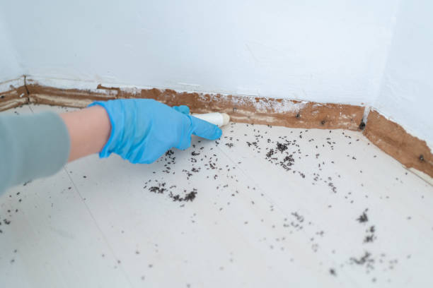 Best Insect Control  in Carrboro, NC